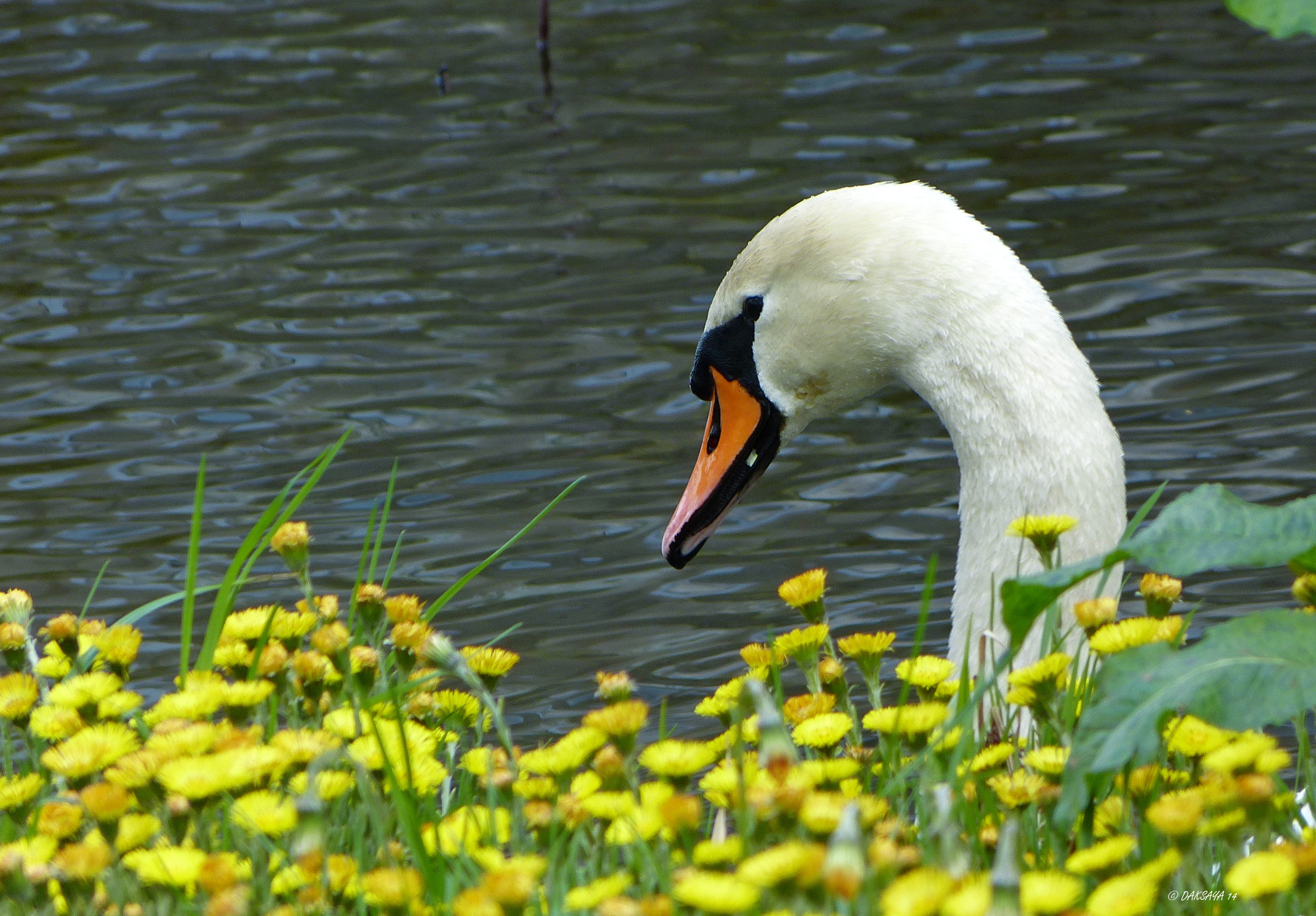 Zwaan en klein hoefblad