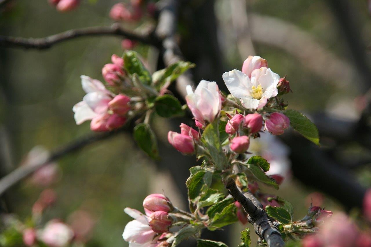 Appelbloesem
