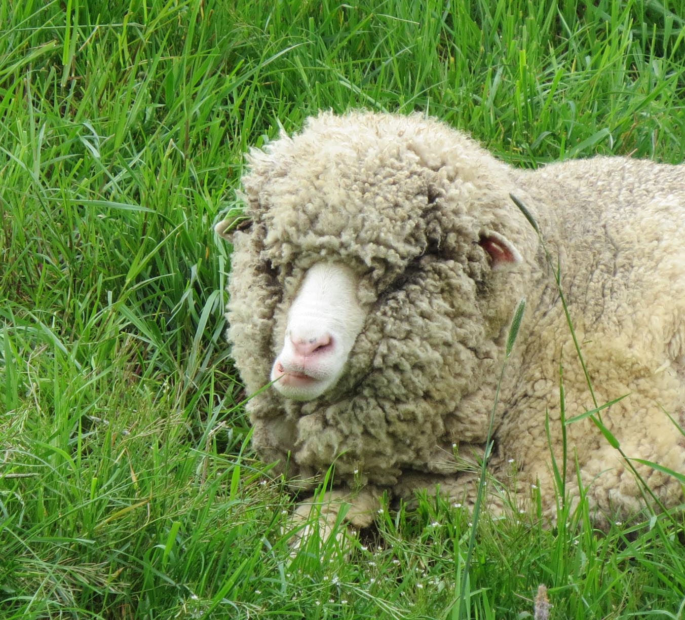 Tja, 't is een schaap