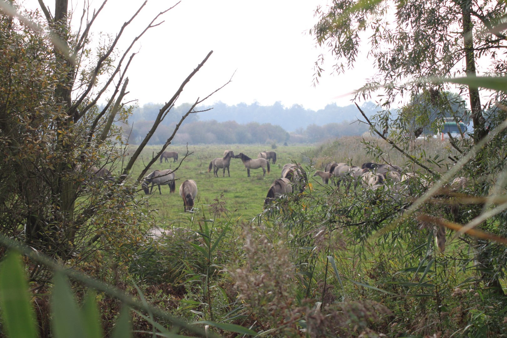 Konikpaarden mooi doorkijkje