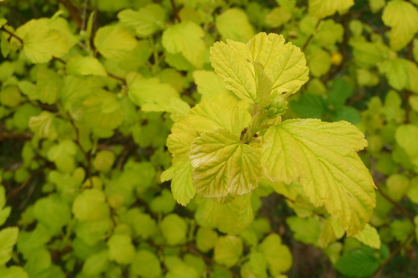 Geen groen maar geel