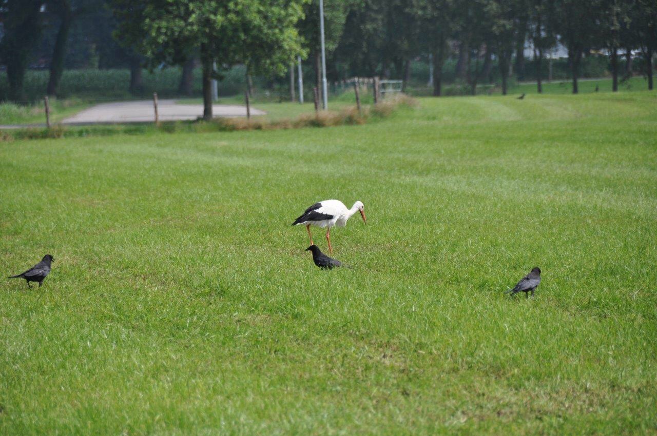 Ooievaar met kraaien