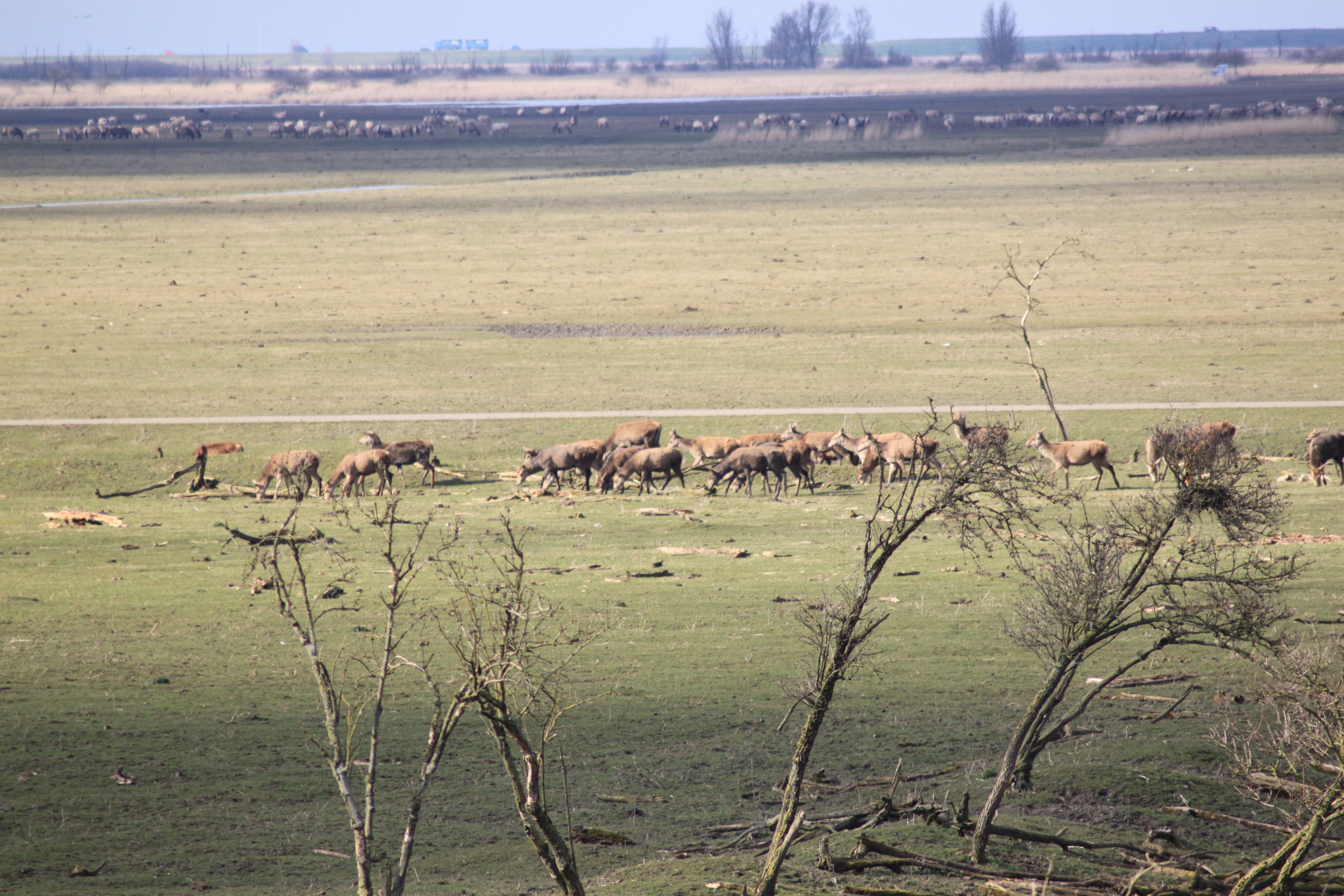 Roedel Edelherten aan de wandel