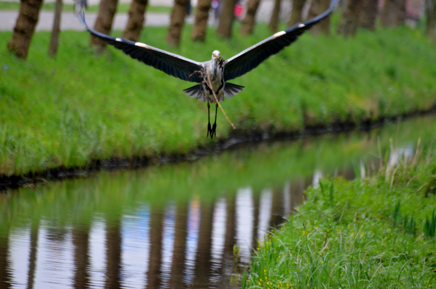 Blauwe reiger...