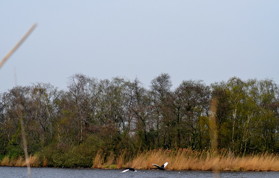 Zwarte zwanen