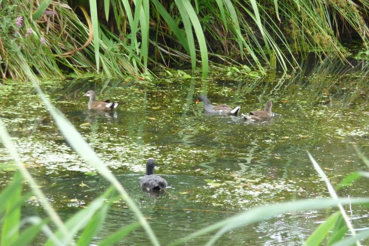 Waterhoen en meerkoet