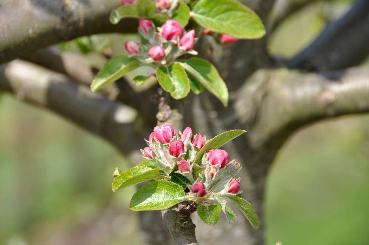 Appelbloesem 2