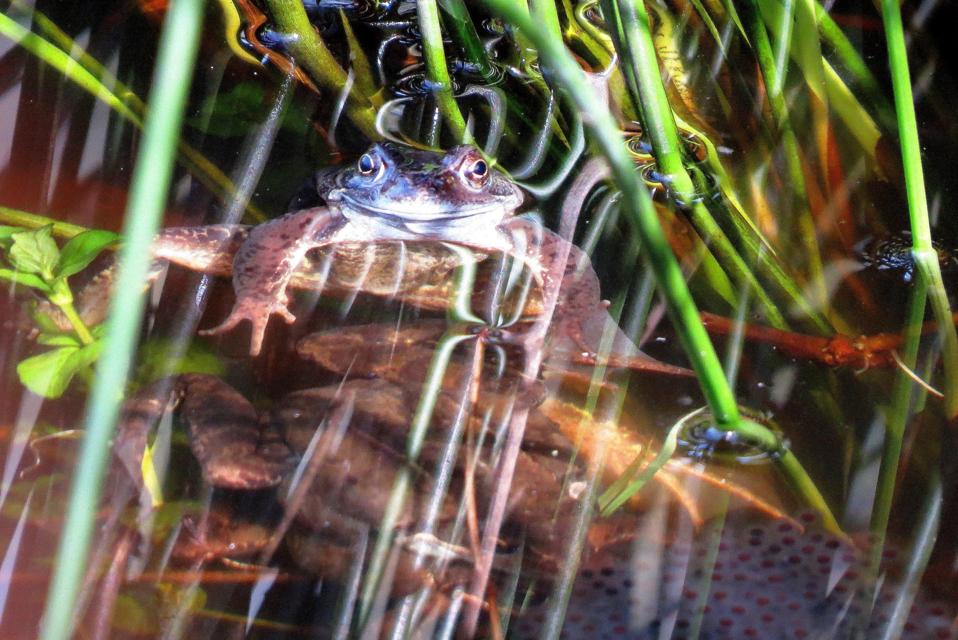 Futuristische kikker