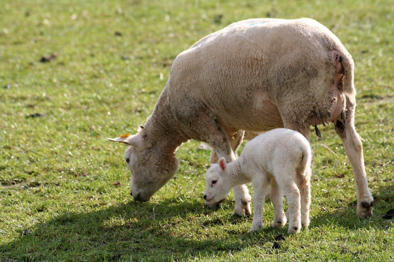 Schaap met lam