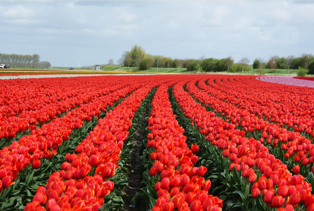  Tulpen-Zeeland