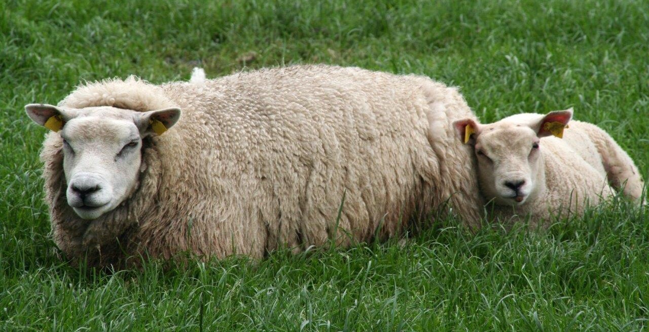 Schaap met lam