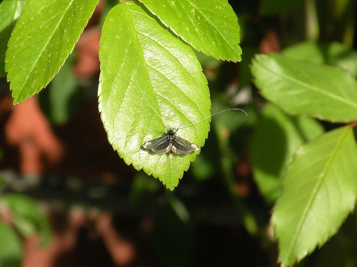 Smaragd langsprietmotje