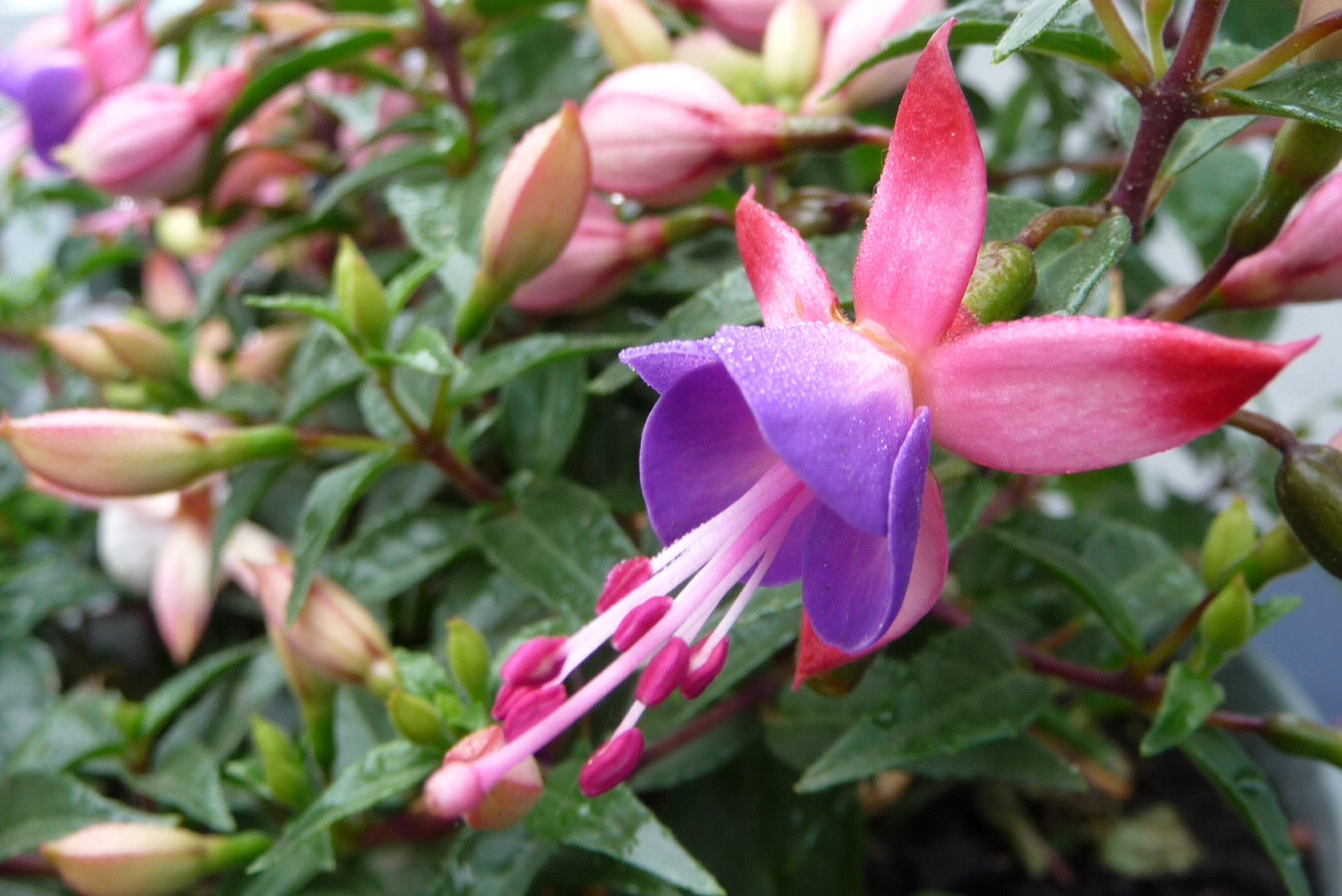 Fuchsia 2