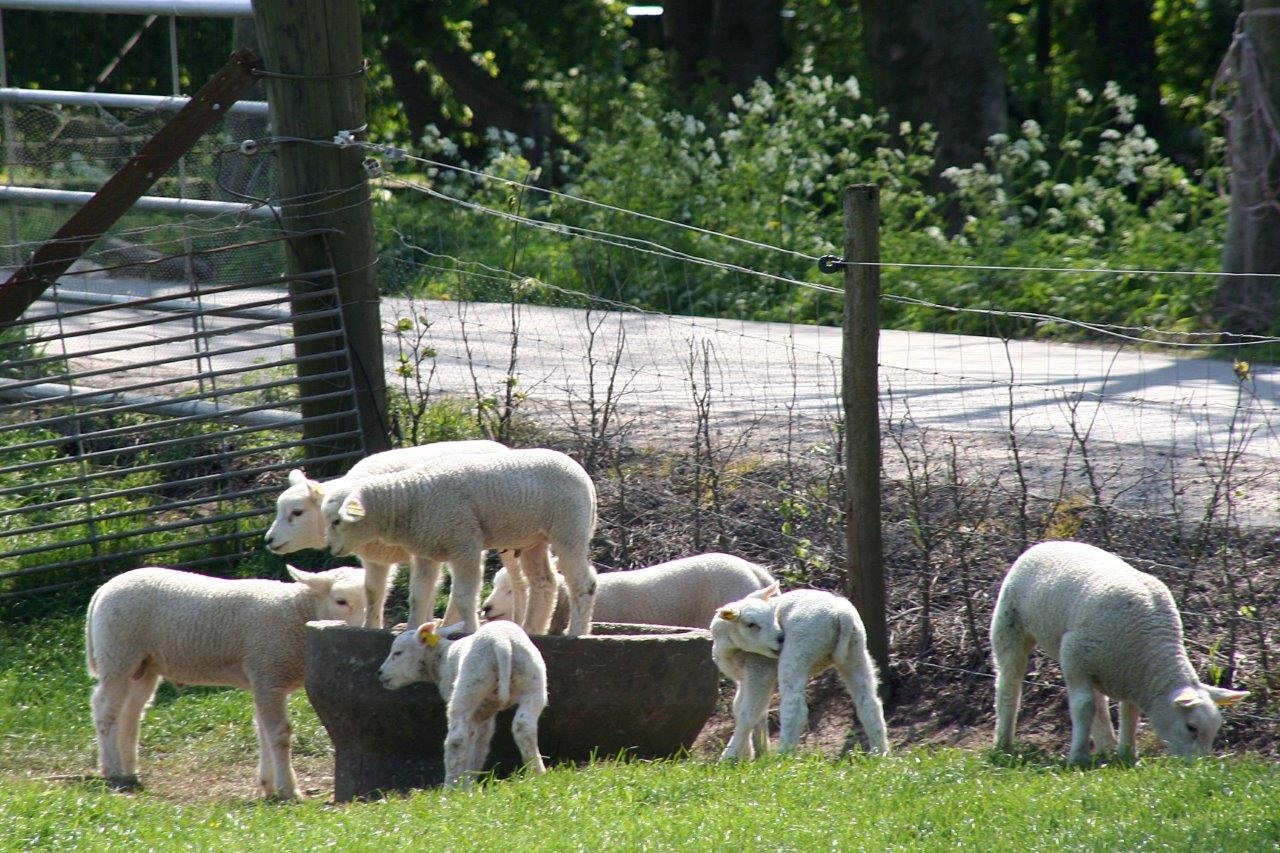 Lammetjes 2