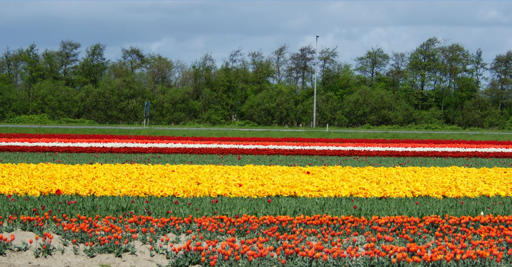  Tulpen-Zeeland