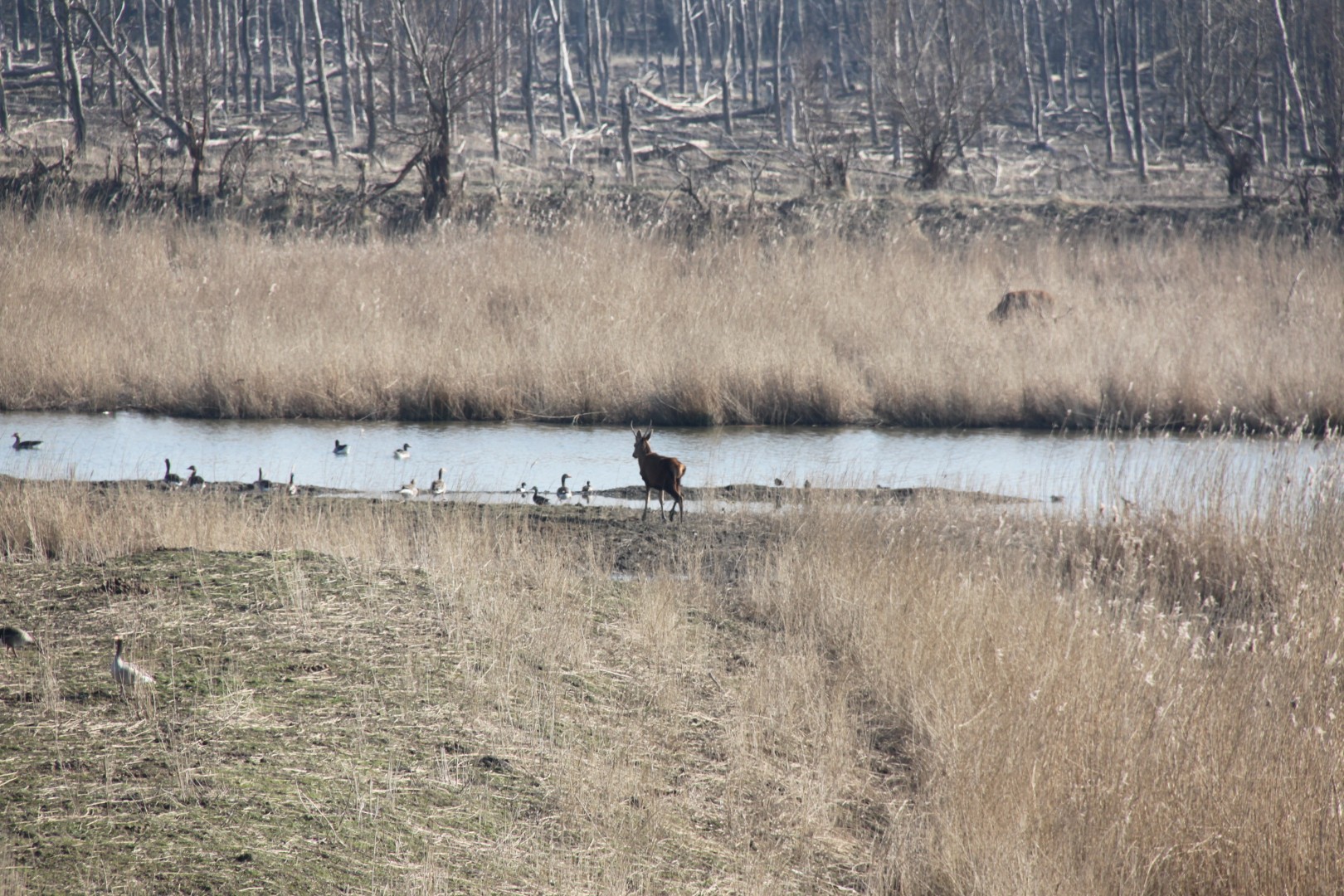 Edelhert gaat zwemmen