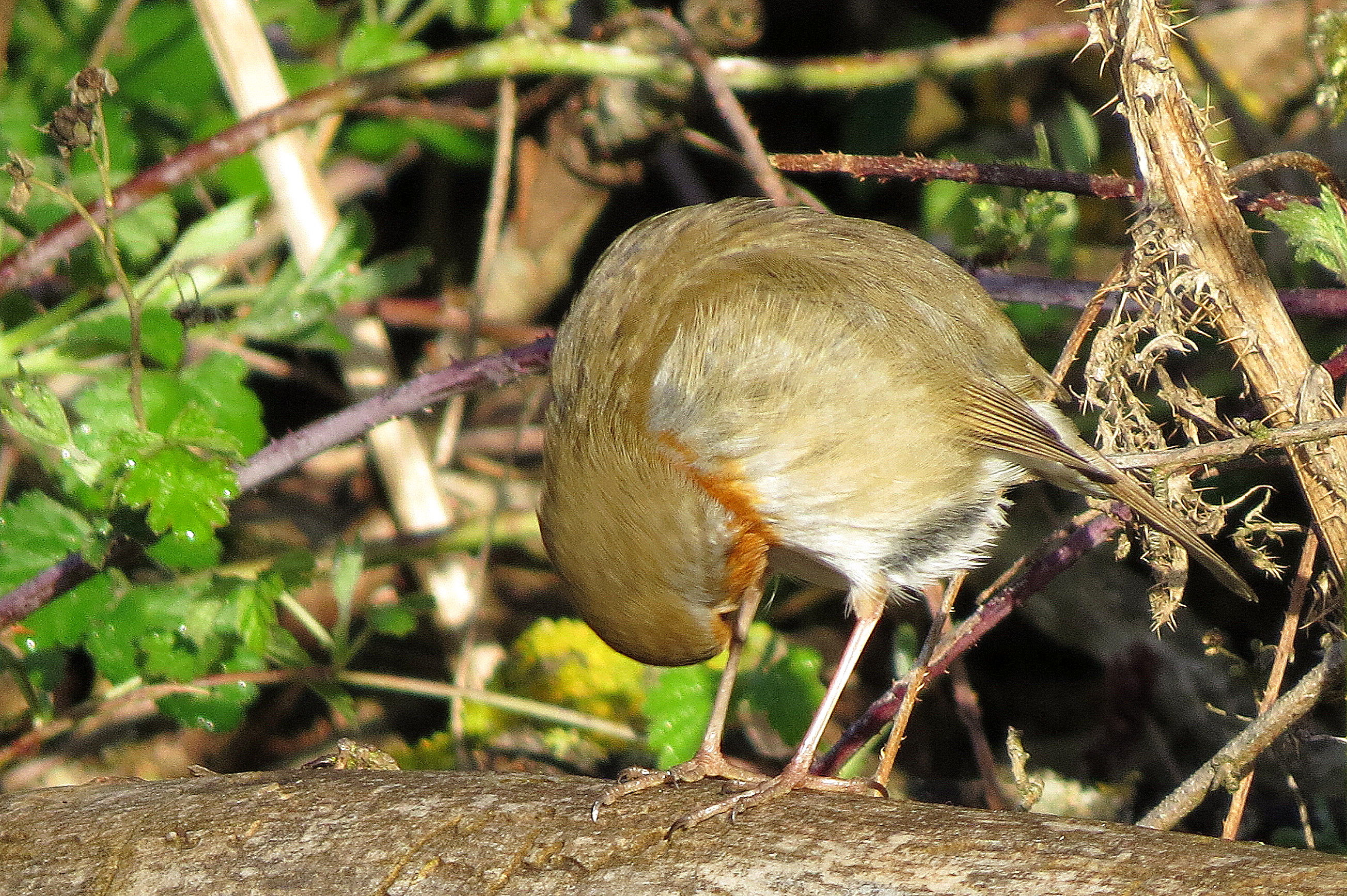 Een diepe buiging voor ORANJE!