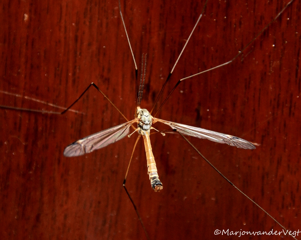 Wiens ramen moeten er gezeemd?