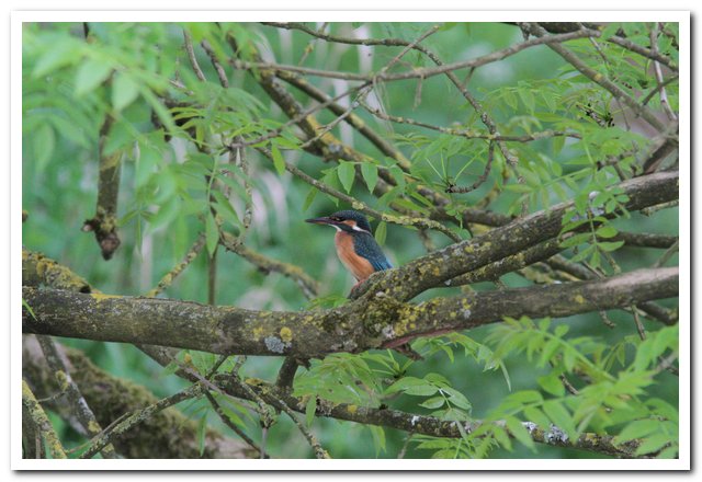 ijsvogel