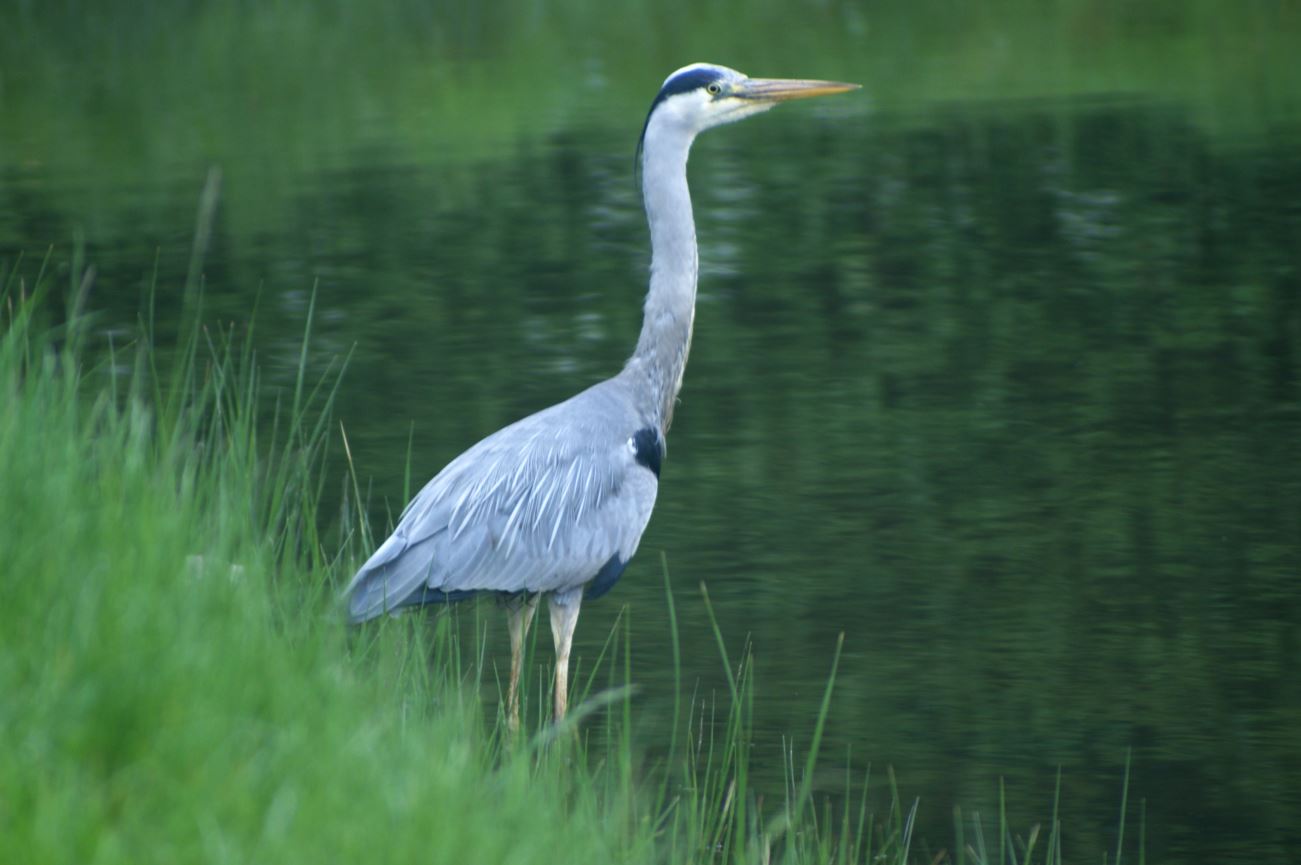 blauwe reiger