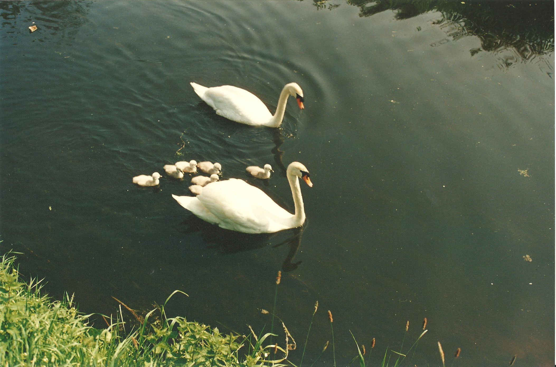 Zwanen met net geboren jongen