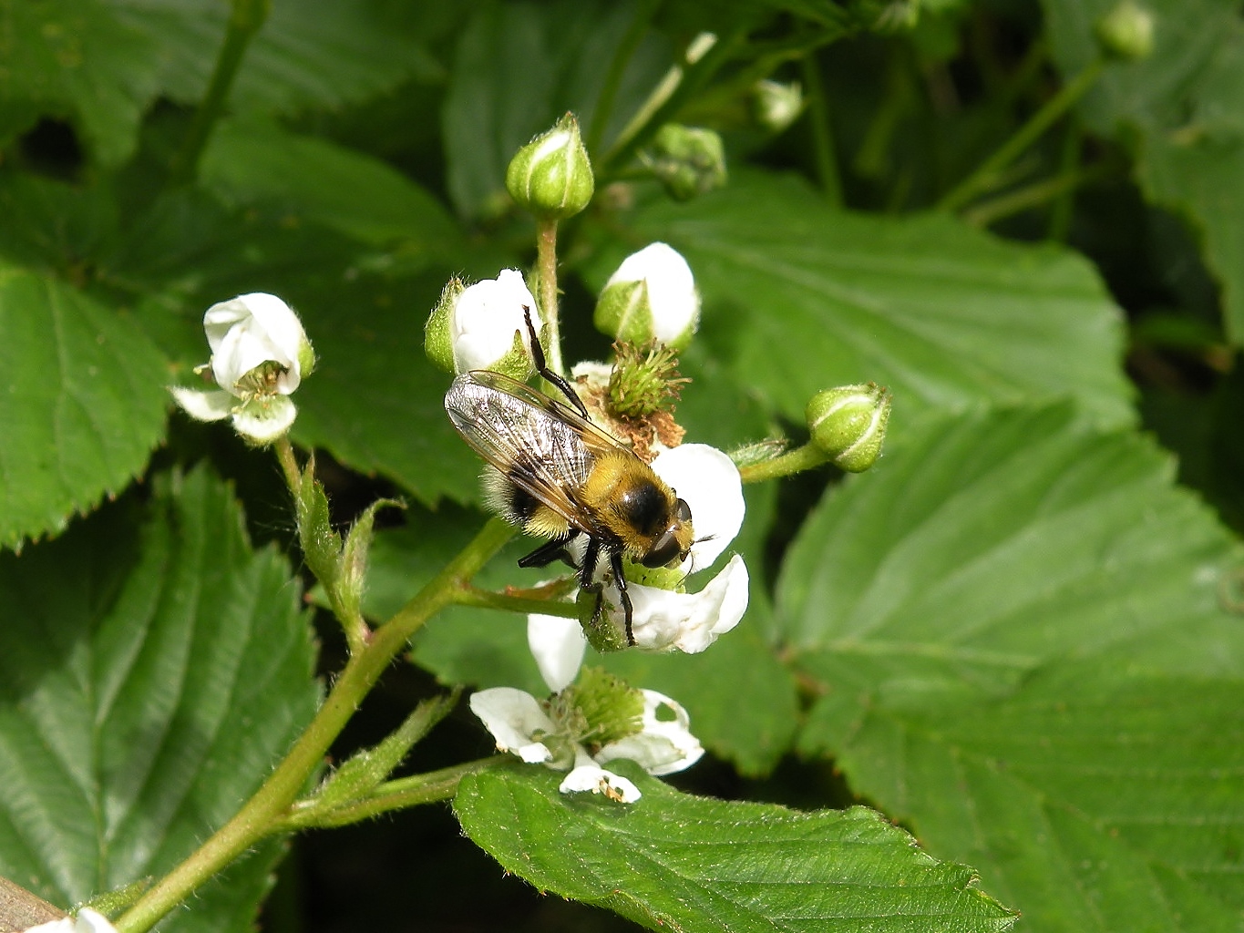 Leuke brommer van boven