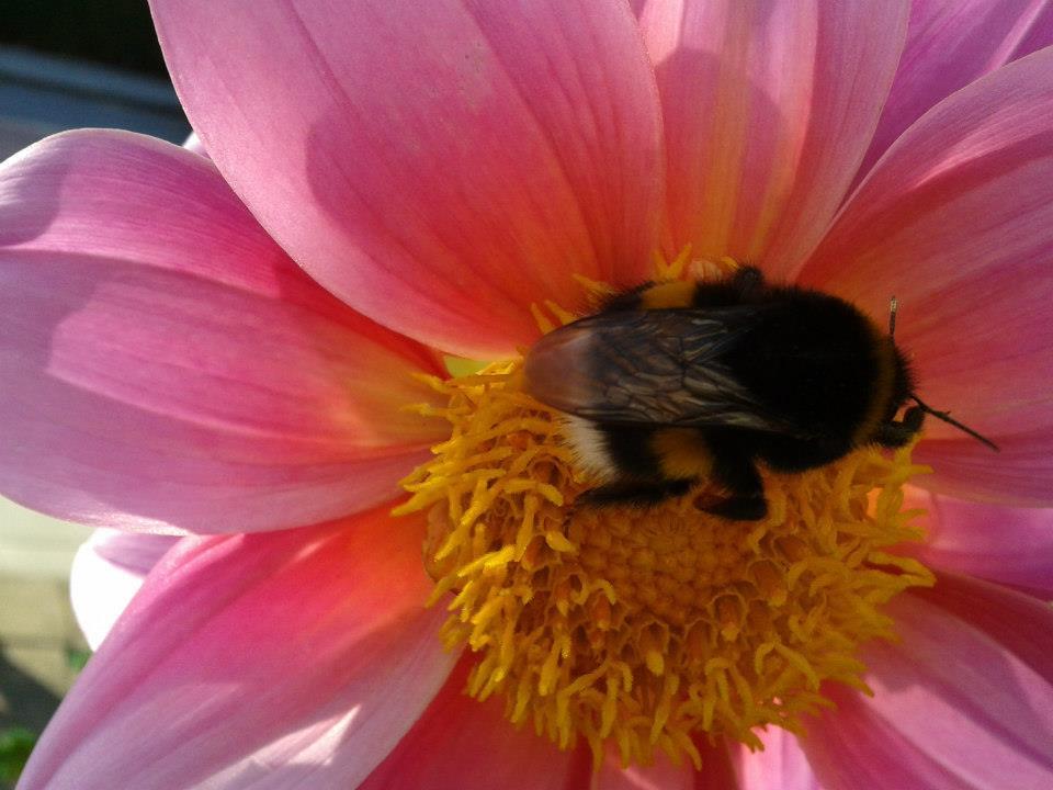 Hommel