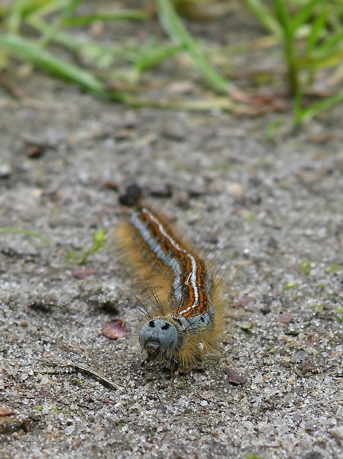 Livrei-zijderupsvlinder