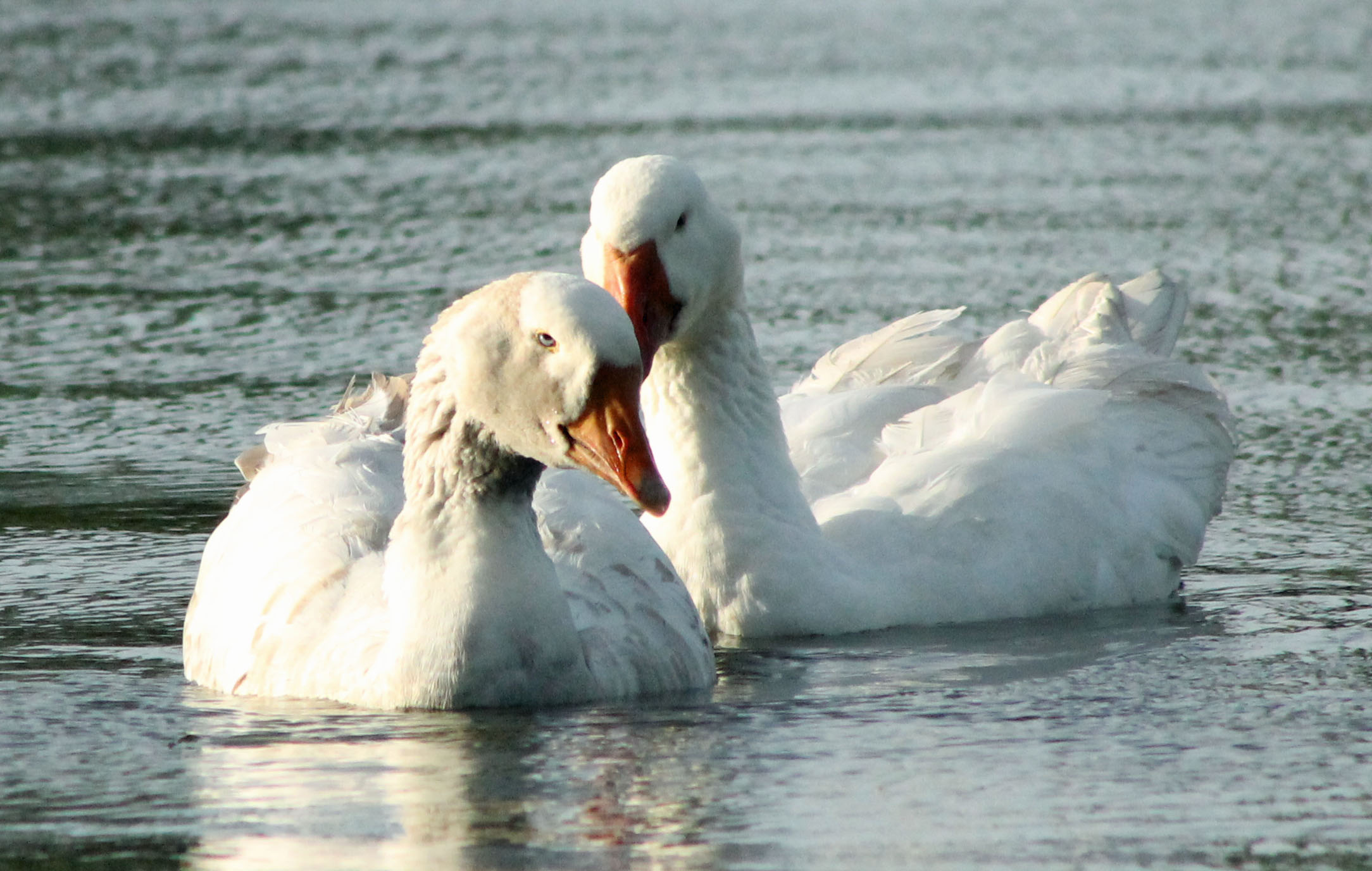 Ganzenstel in de avondzon