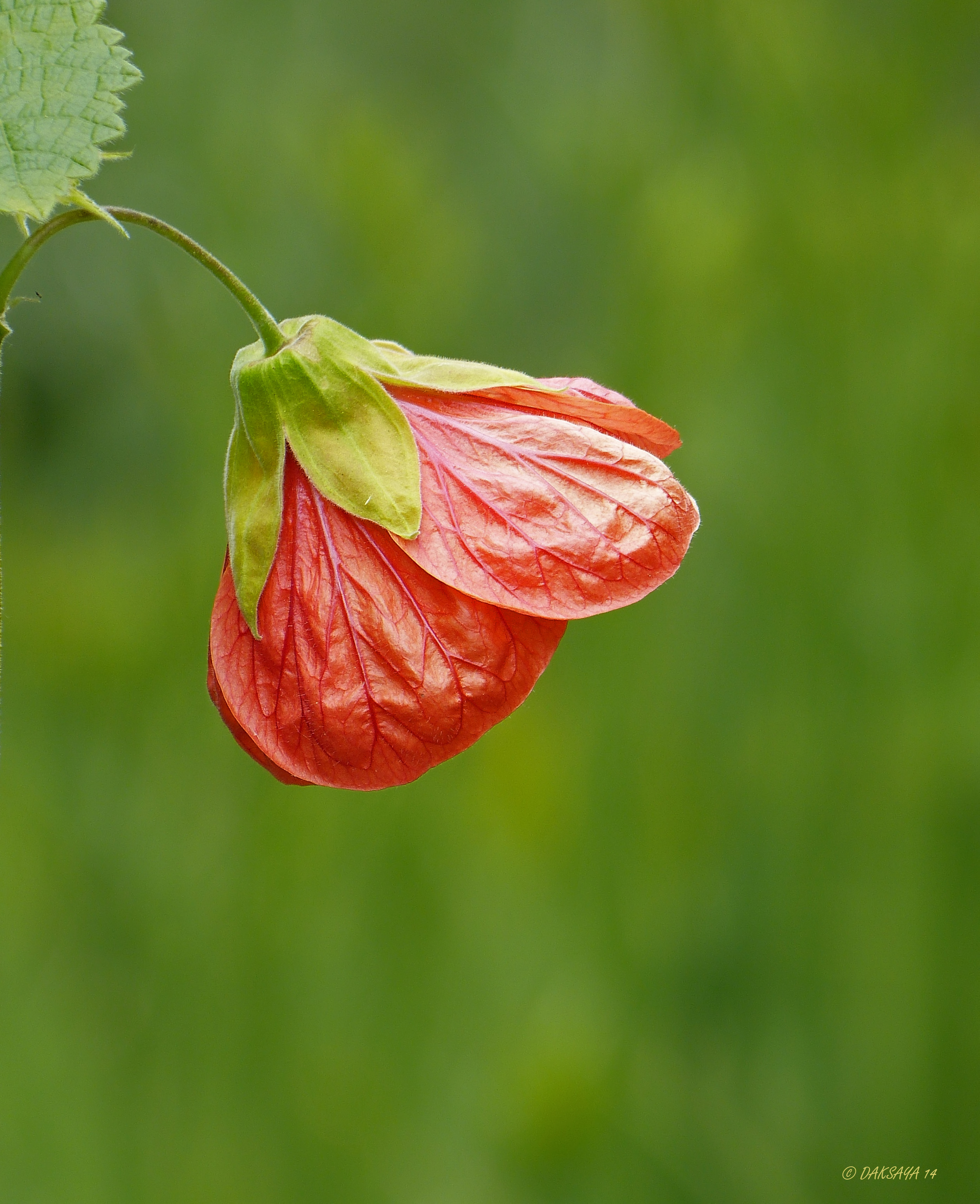 Abutilon