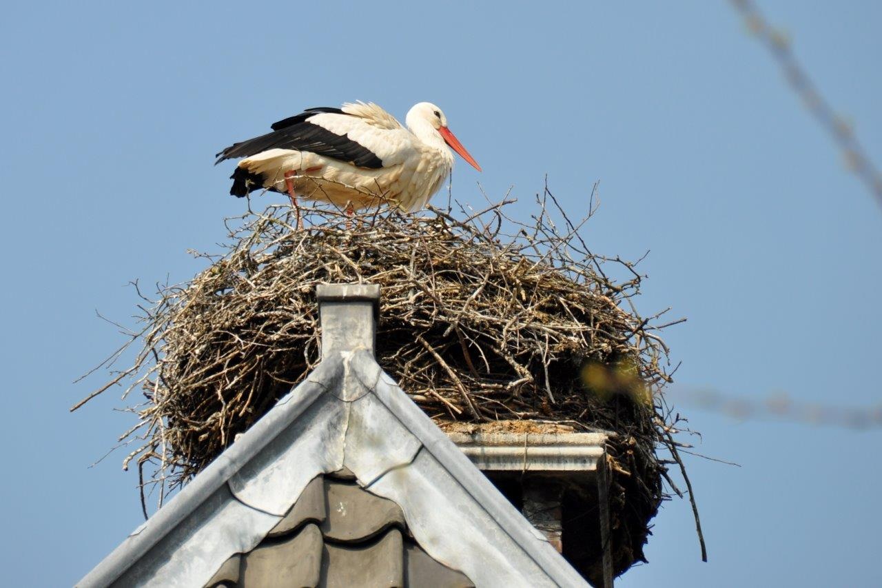 Ooievaarsnest