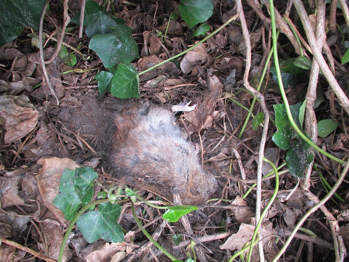 eend doodt rat