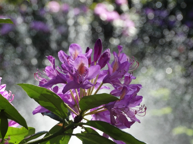 Rhododendron