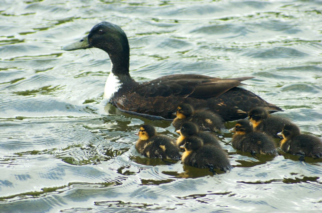 eend met jongen
