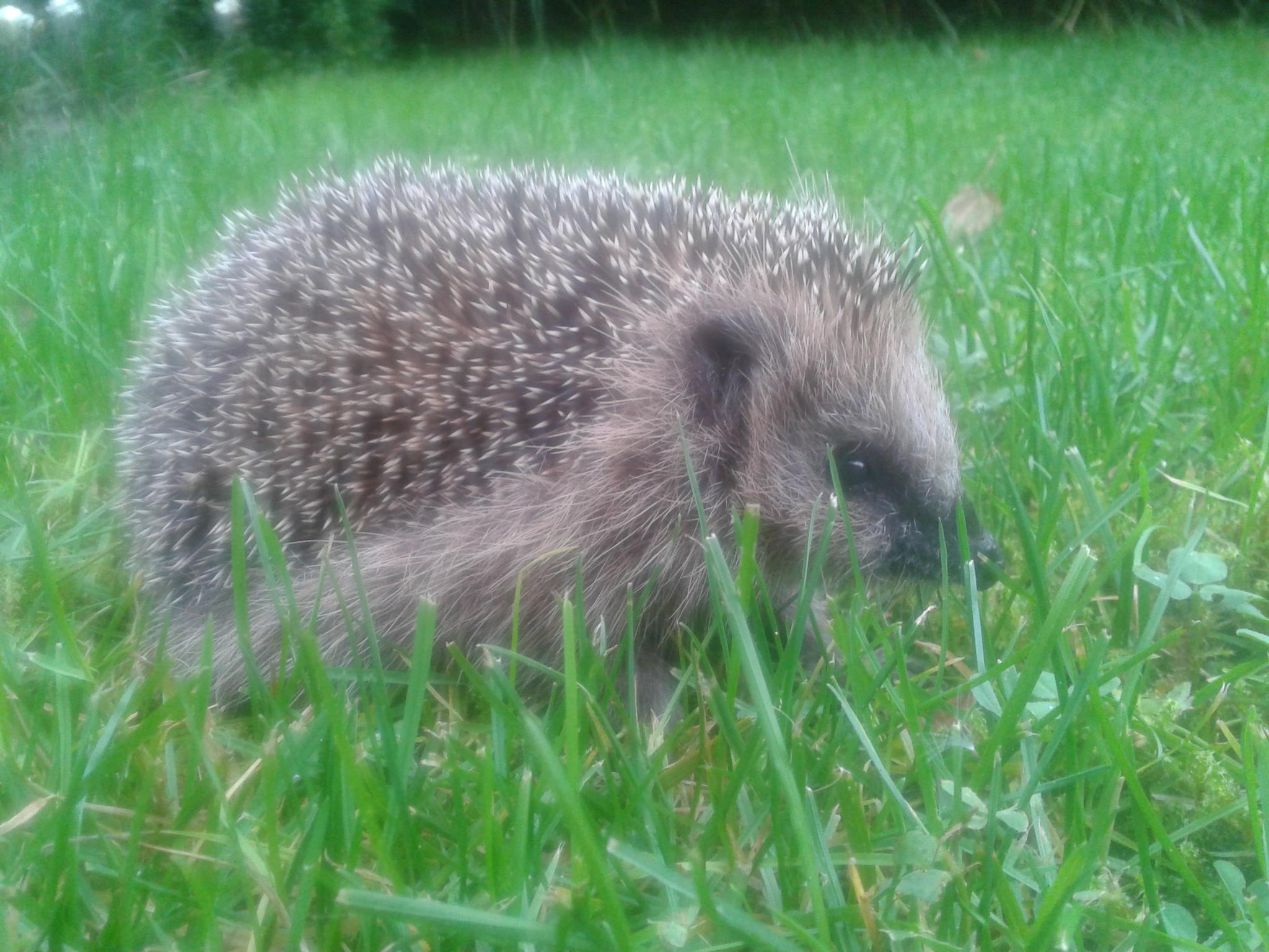 egel