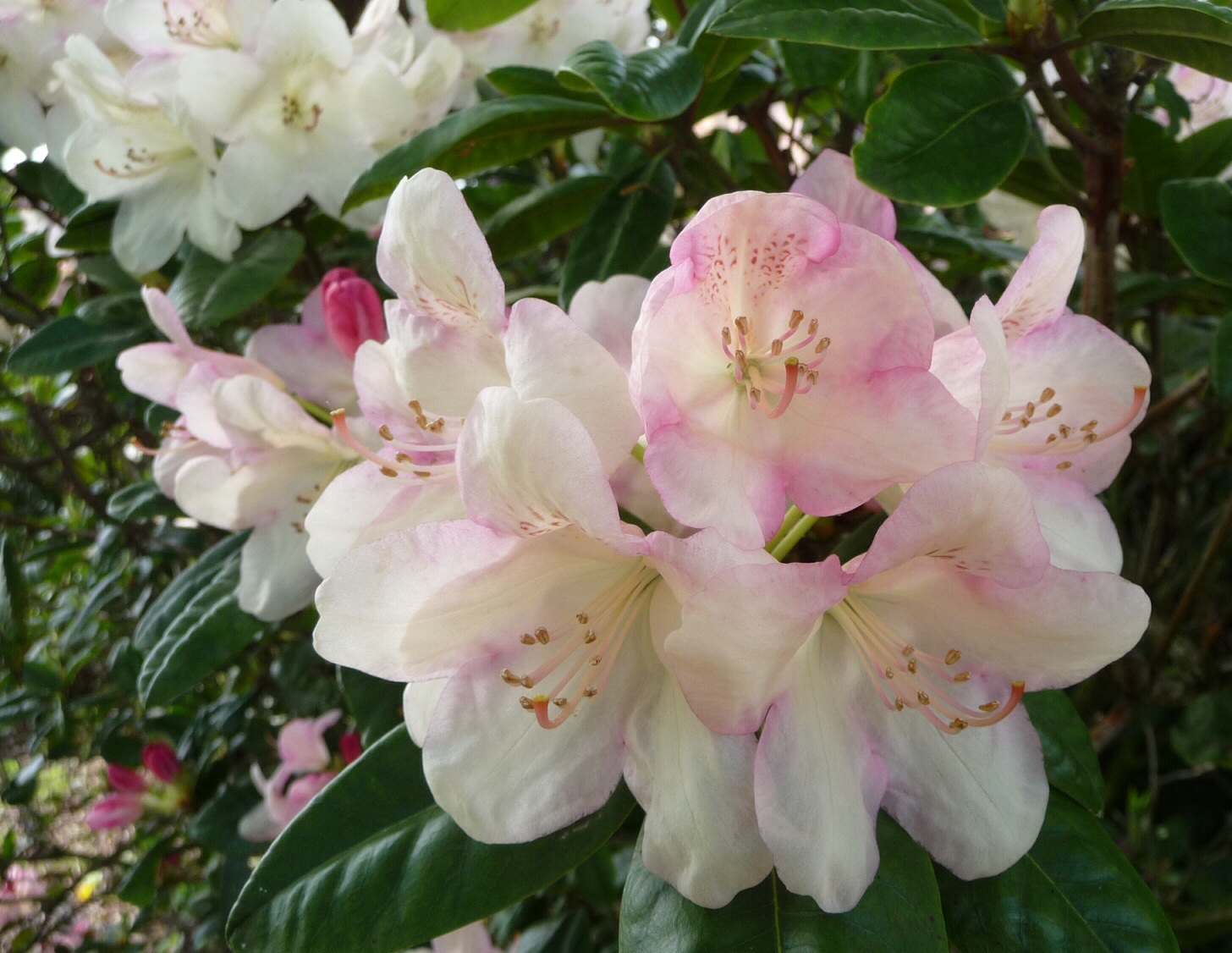 Rododendron 2