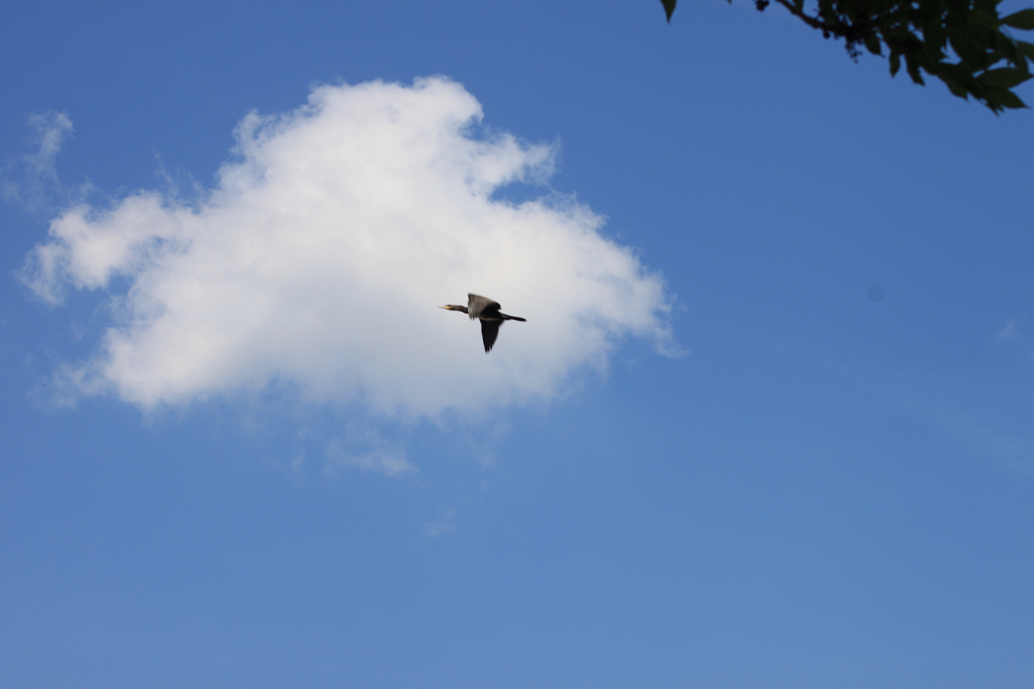 Aalscholver vliegt onder een wolk