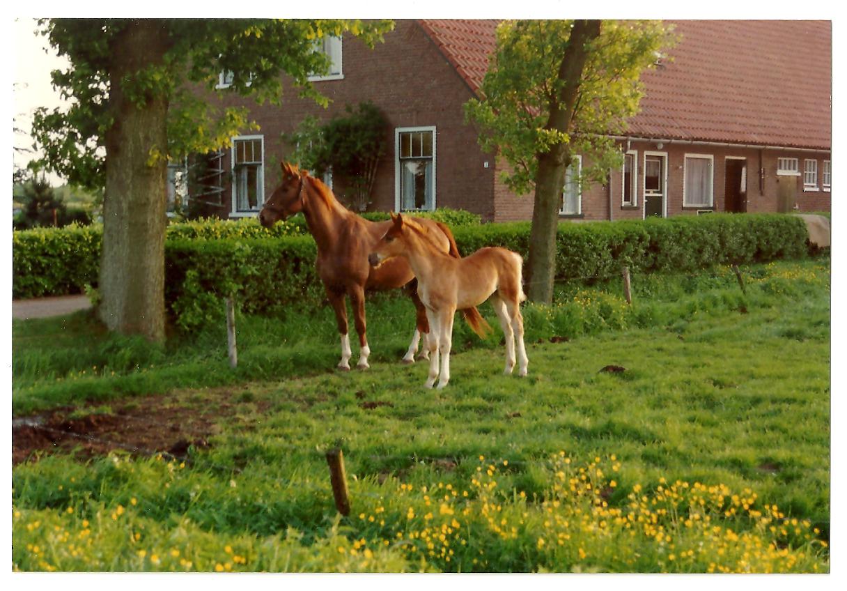 Paard met veulen 1993!