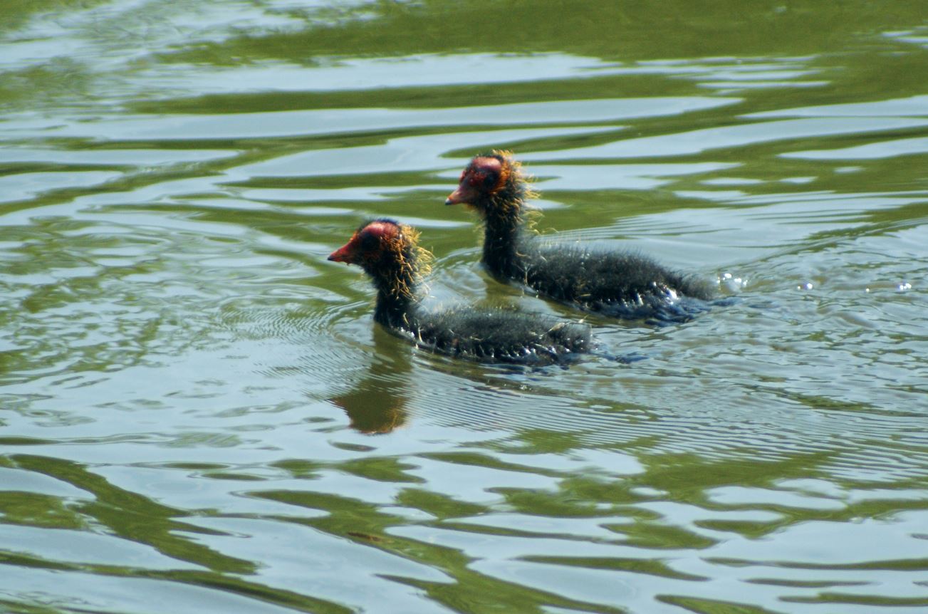 jonge waterhoentjes
