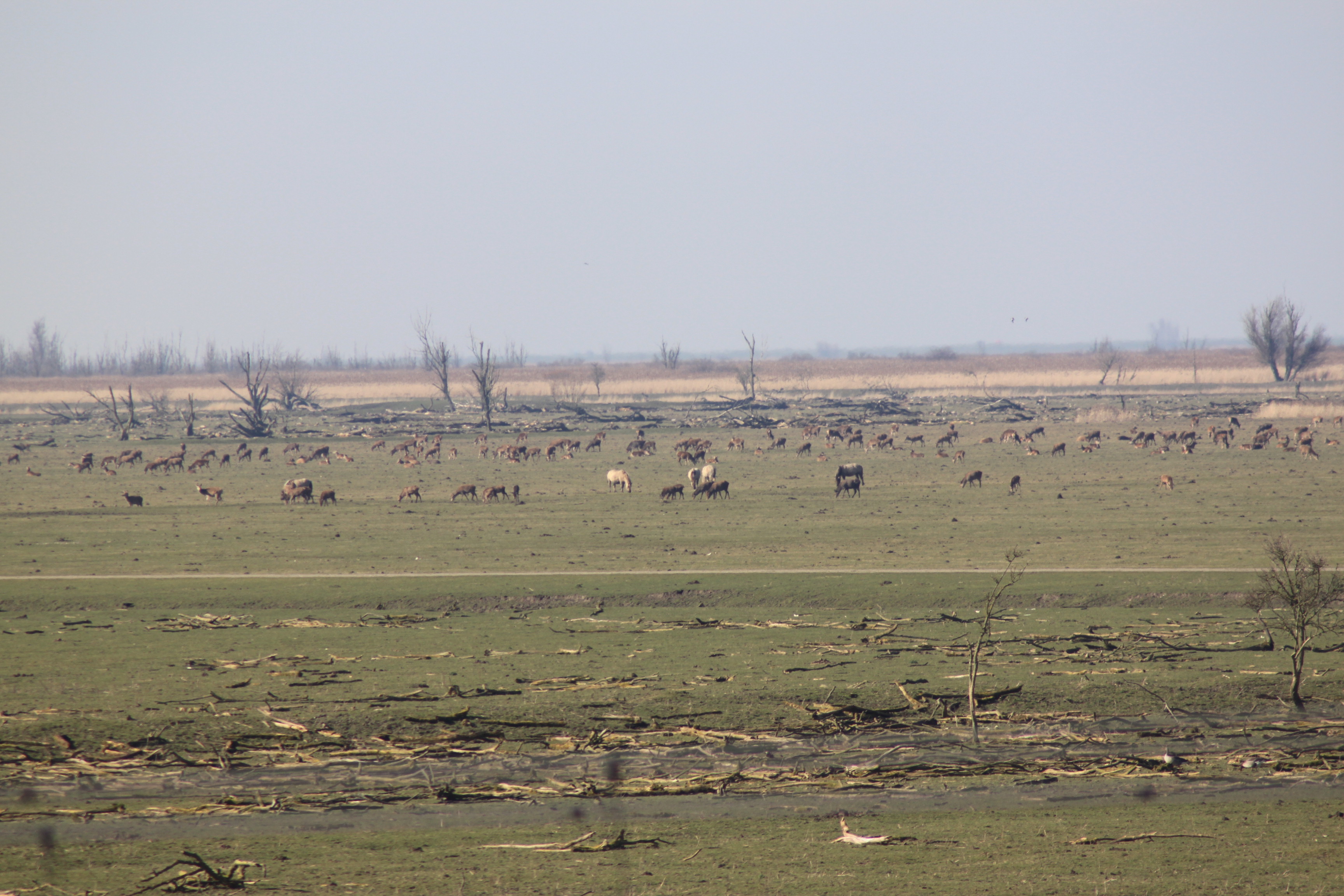 Edelherten en paarden