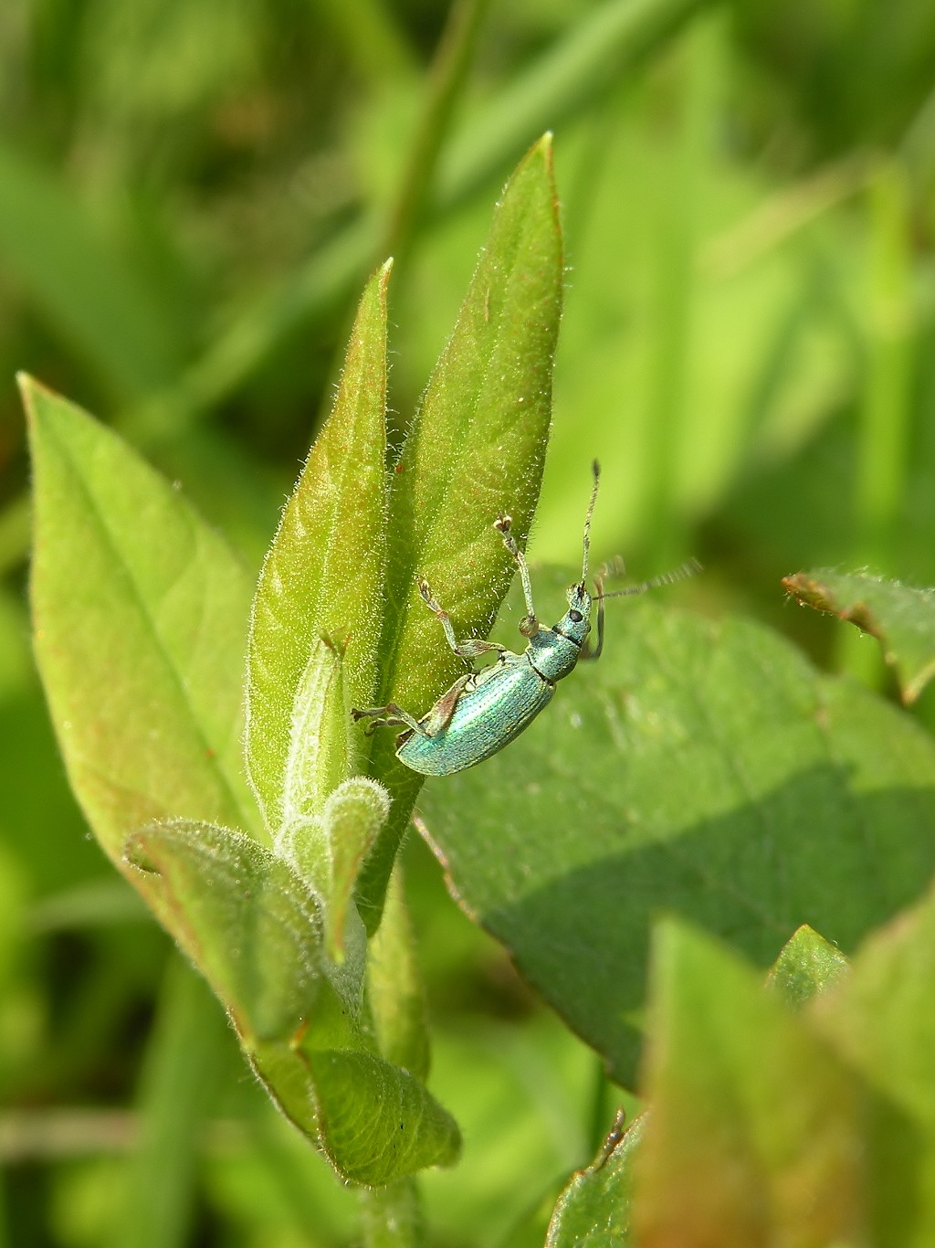Prachtig groen (kever)