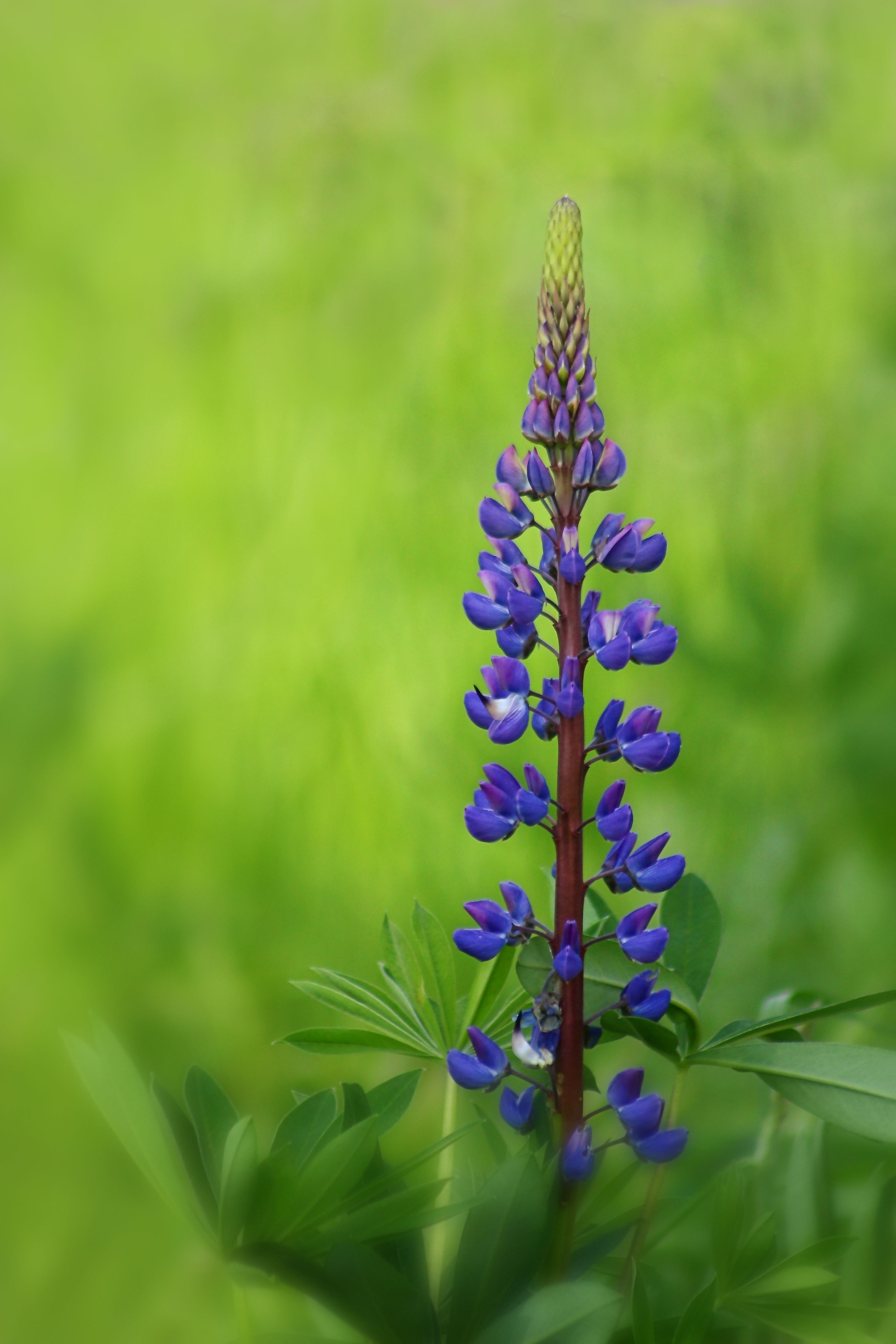 Lupine