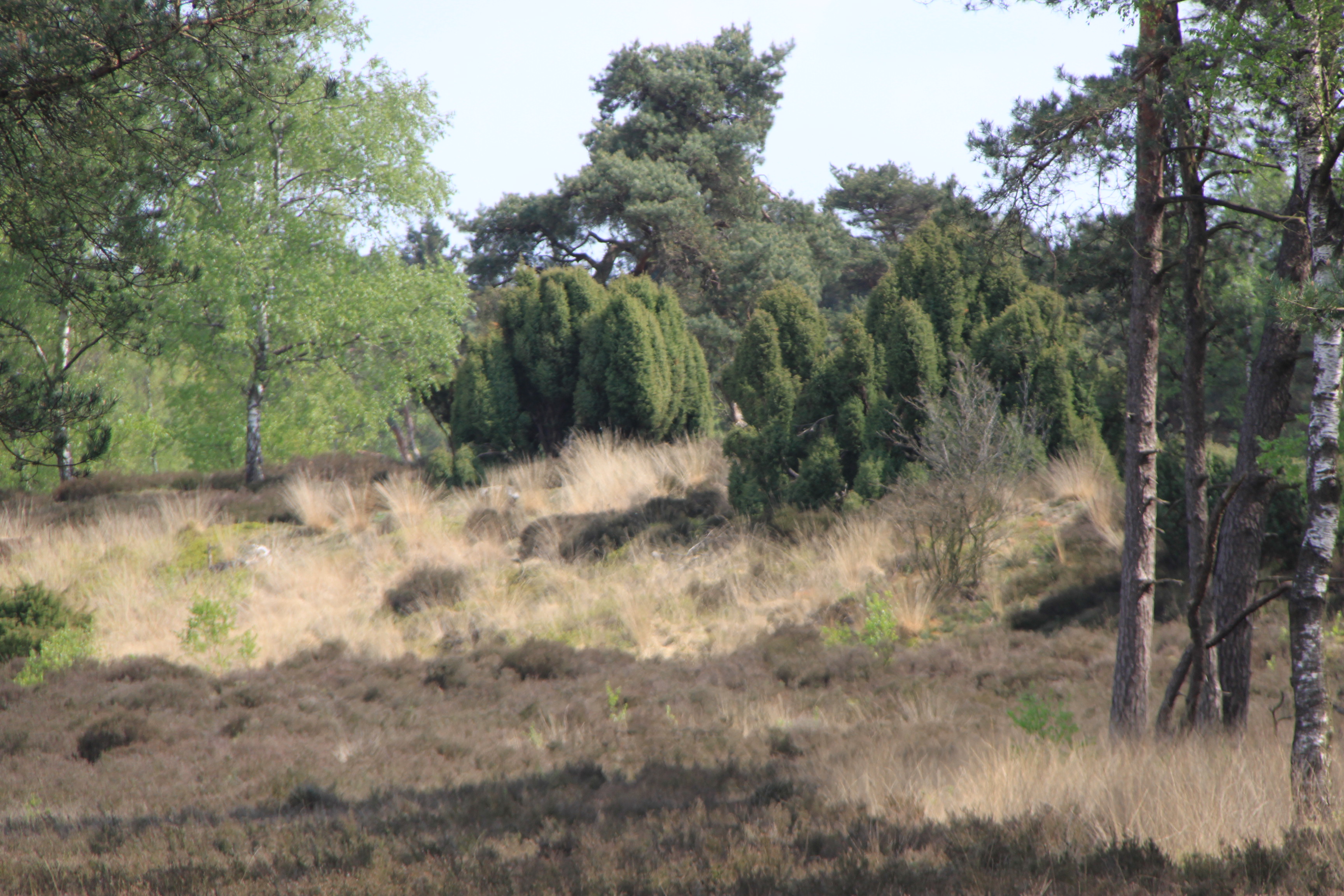 Jeneverbessenstruiken