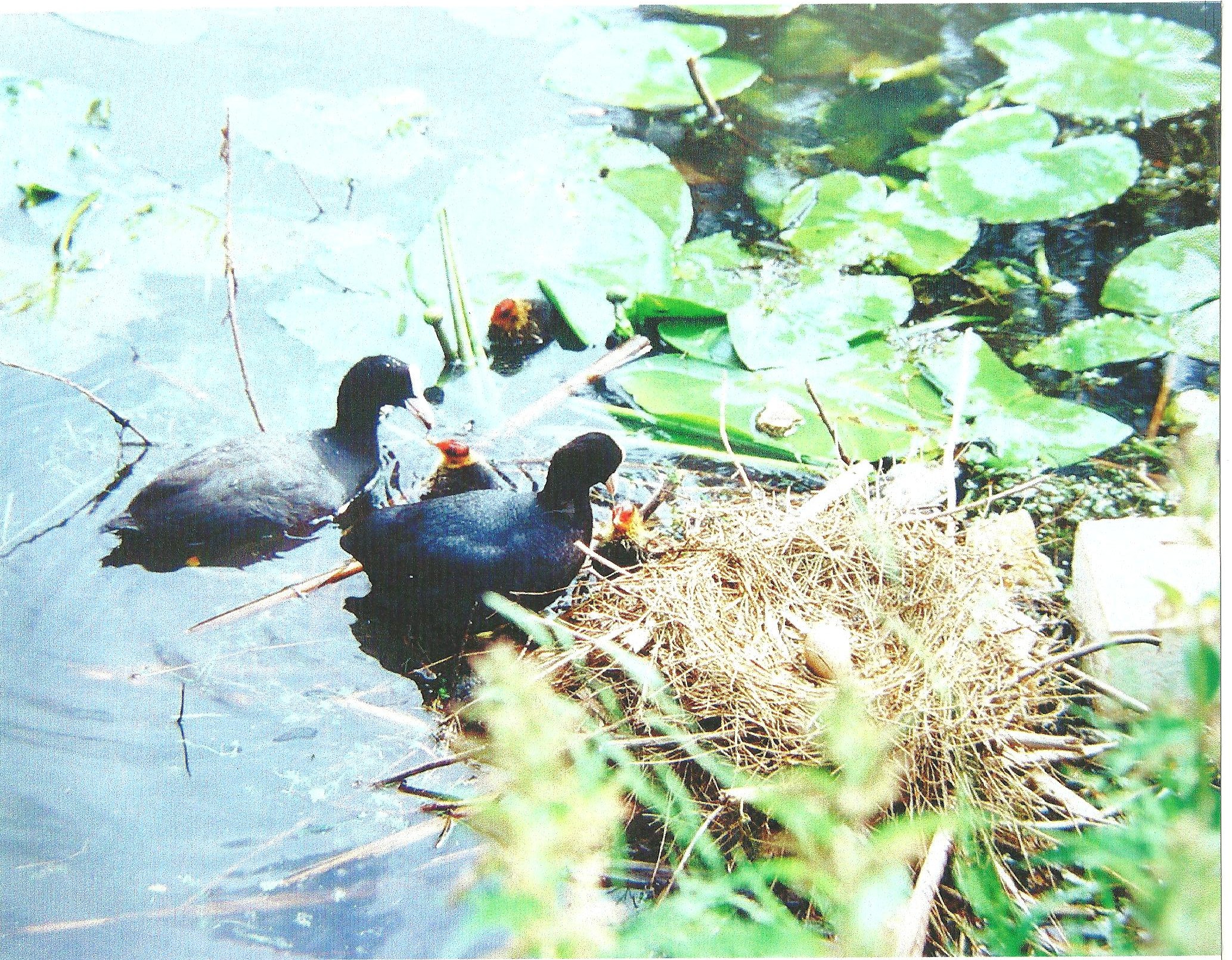 Meerkoeten met jongen