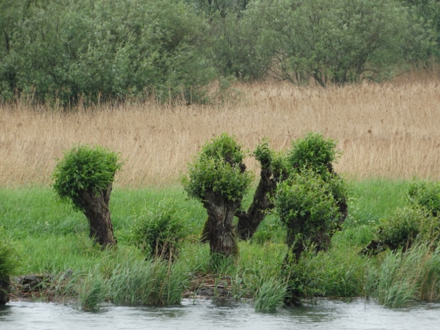 Biesbosch 3