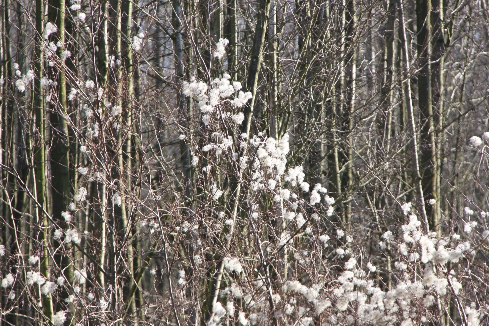 Struik met bolletjes