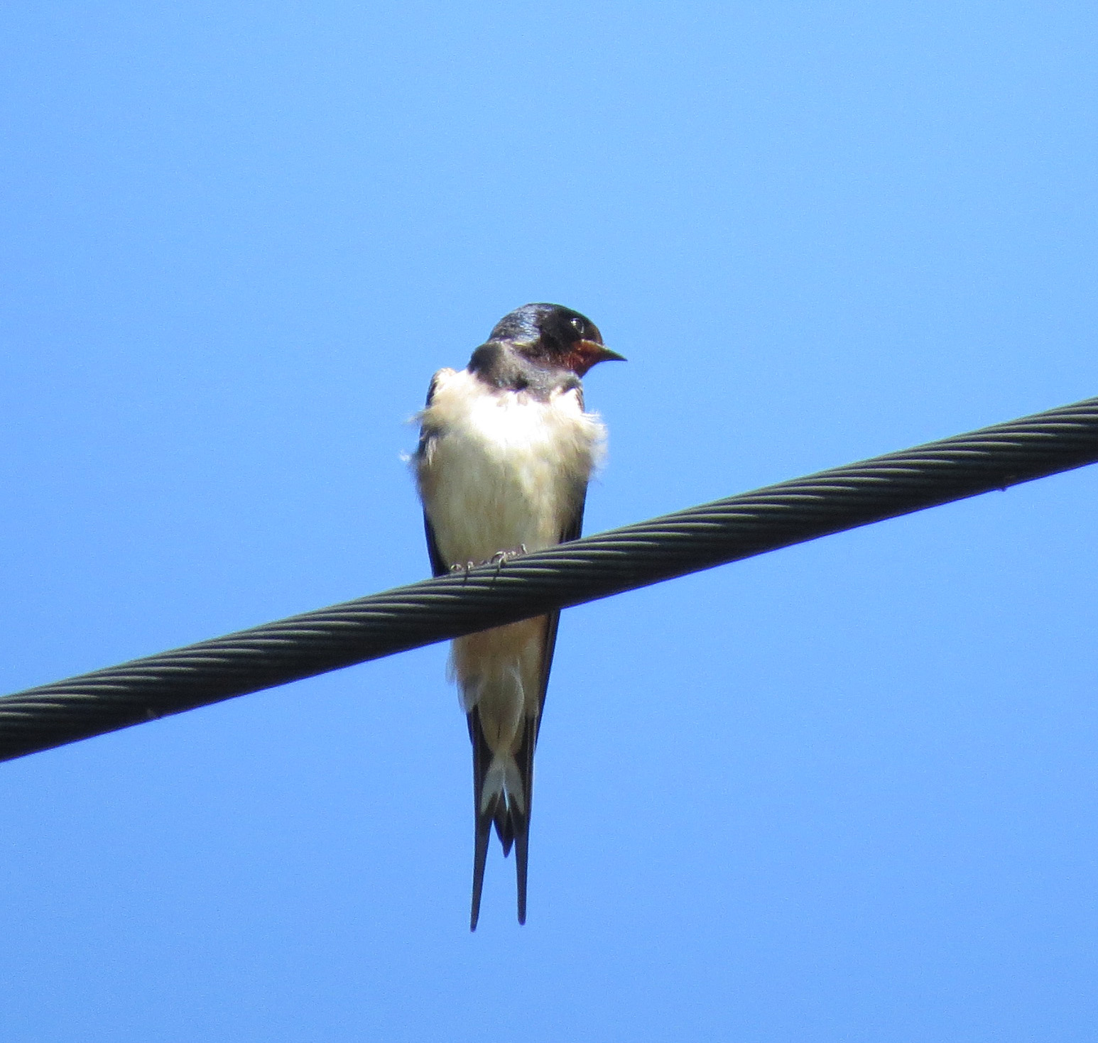 Boerenzwaluw (voorkant)