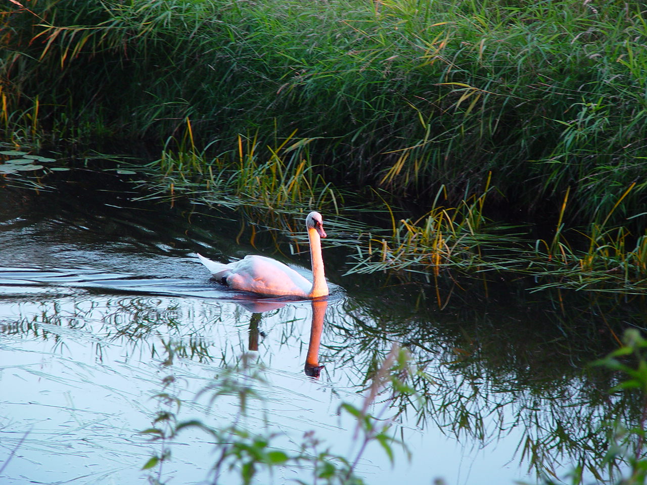 `Zwaan in Barneveldsebeek