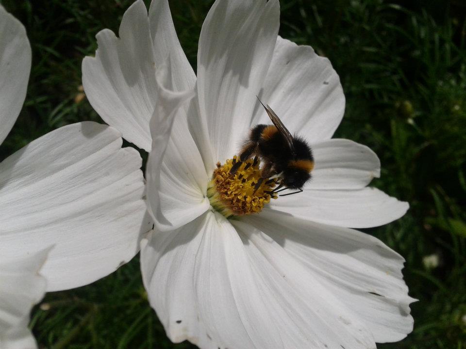 hommel