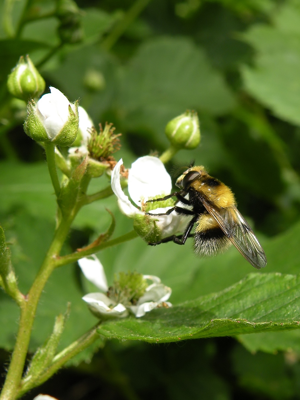 Leuke Brommer op de Braam